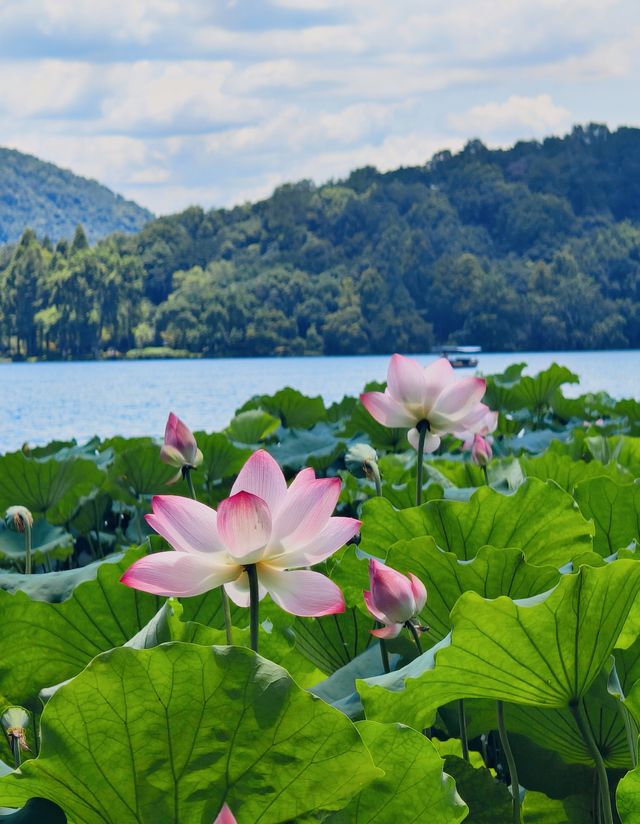 登上西湖雷峰塔，感受千年白蛇傳說的魅力！