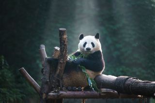 Sichuan Panda Map