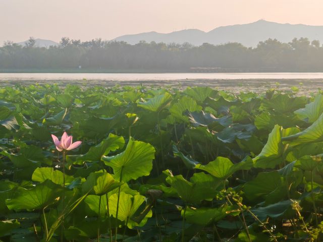 心歸荷處-頤和園西堤