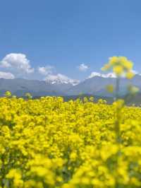 青海門源油菜花海保姆級攻略 | 7月限定絕美打卡地