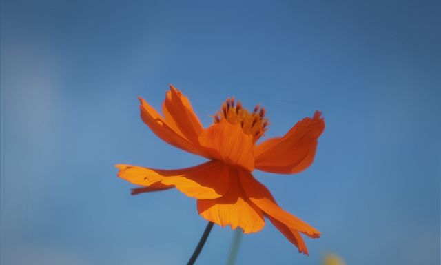 可以天府，何必川西|興隆湖格桑花海攻略