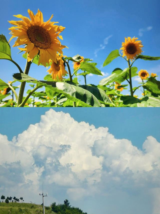 《闖入Windows桌面！豐寧壩上嘅治癒系草原》