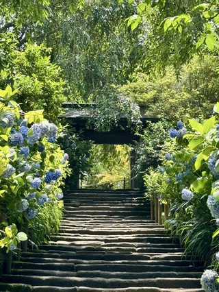 明月院|藍色的詩,盛放在庭園
