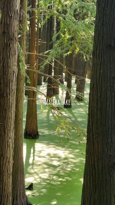 Matcha Lake in Hangzhou, China | Trip.com Hangzhou
