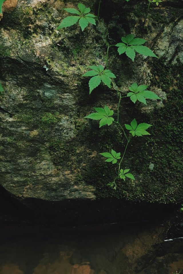夏末藏著的清涼地！龍頸里踩水挖沙，孩子玩瘋大人放空～