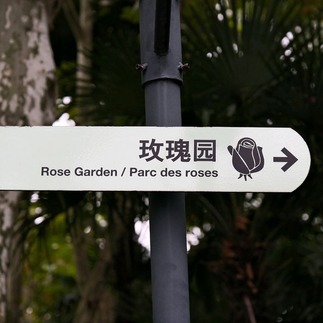Rose Garden of Fuxing Park, Shanghai 🌿✨