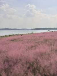 粉色海洋這裡將成為西安10月最浪漫的地方