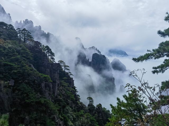 團結松，雨傘松，大王松皆迎客松