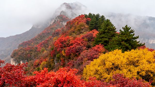 秋色潑墨山河卷，斑斕的河南等你來｜5處封神賞秋地