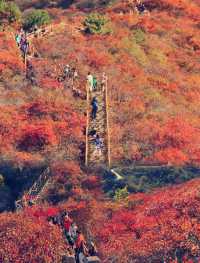 北京私藏賞楓王炸地！拒絕擠香山！免費40分鐘登頂！