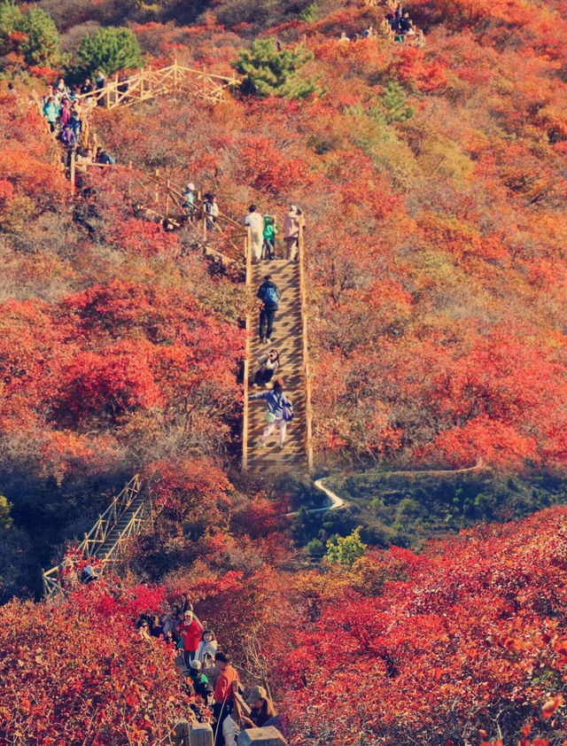北京私藏賞楓王炸地！拒絕擠香山！免費40分鐘登頂！