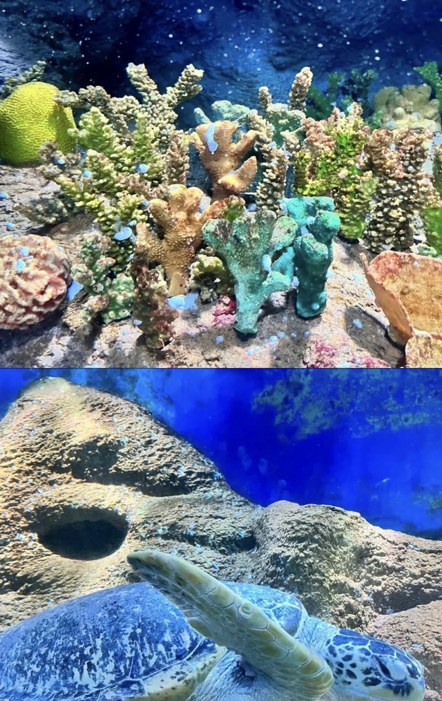 大連聖亞海洋世界企鵝繁育季開啟！看呆萌企鵝寶寶太治癒啦
