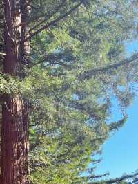 🌳 Blue Spring Entrance: A Cathedral of Giant Redwoods! 🌲