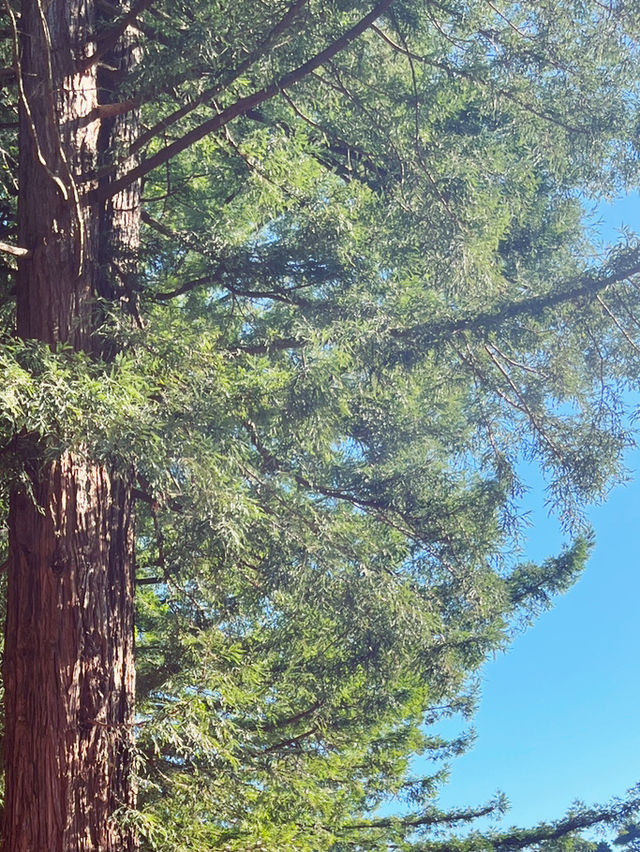 🌳 Blue Spring Entrance: A Cathedral of Giant Redwoods! 🌲