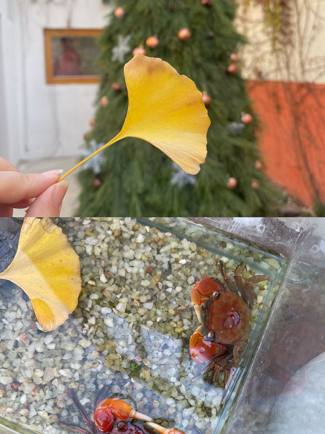 臨沂小眾漫遊：在古剎與林蔭間，邂逅時光與生機