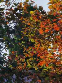 紅山翠谷賞楓全攻略