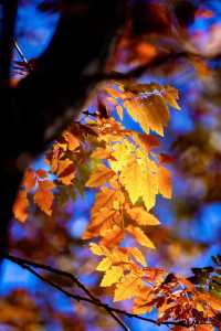 奧森賞秋攻略粉黛子·銀杏·花海·紅葉…
