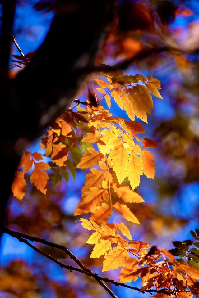 奧森賞秋攻略粉黛子·銀杏·花海·紅葉… 奧森賞秋攻略粉黛子·銀杏·花海·紅葉…
