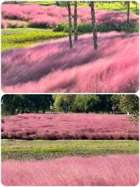 上海秋日限定🩷粉黛草花海