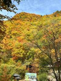 金色秋景醉老界嶺