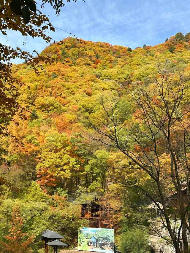 金色秋景醉老界嶺 金色秋景醉老界嶺