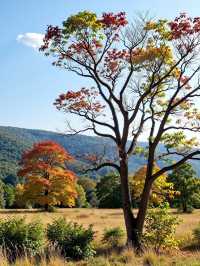 江浙滬小眾秋日自駕天堂!四明山紅楓谷yyds