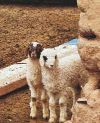 鴻達酒店的免費停車場真能處