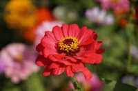 深秋「好色」去上海植物園