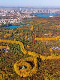 “오동나무 아름답다”라며 남경도시 가득 심었어요🍂