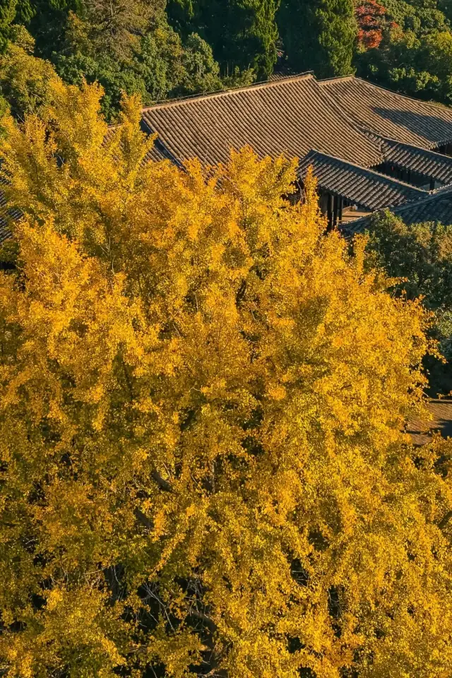 Wuxi Meiyuan Ticket Half-Price Discount