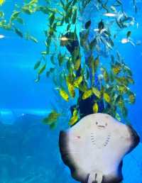 青島海底世界,贈送精美小零食先到先得