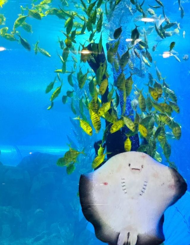 青島海底世界,贈送精美小零食先到先得 青島海底世界,贈送精美小零食先到先得