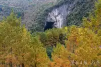 如果你去初冬裡的騰龍洞，將見到萬杉紅遍