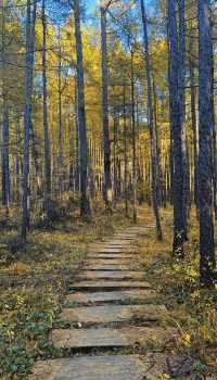 大興安嶺五天四夜奇幻之旅