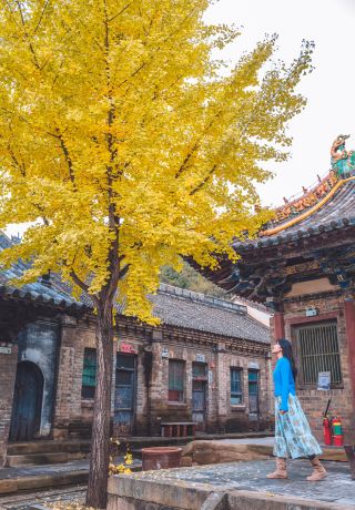 Enjoying Ginkgo at Dinglin Temple in Gaoping, Shanxi: The Autumn Whisper Between a Millennium-Old Tree and an Ancient Temple