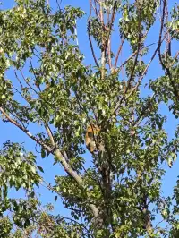 龍之夢動物世界剛回