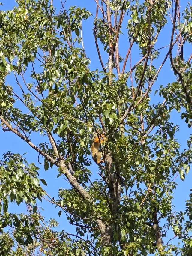 龍之夢動物世界剛回