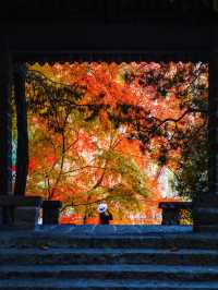 又是一年楓葉紅時魯迅公園賞楓攻略來啦！