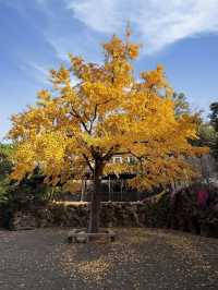 現在正是時候！銀杏全黃了！抓緊衝