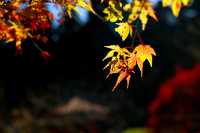 廬山賞秋必去！牯嶺鎮楓葉紅透的浪漫時光