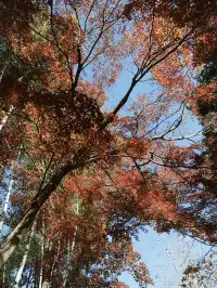 2025.11.29 實況| 莫干山賞楓一日遊攻略