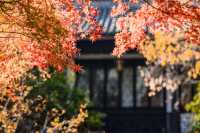 初冬念想｜在翁家花園邂逅一場銀杏雨下的時光靜止