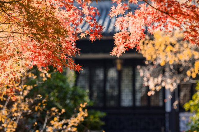 初冬念想｜在翁家花園邂逅一場銀杏雨下的時光靜止