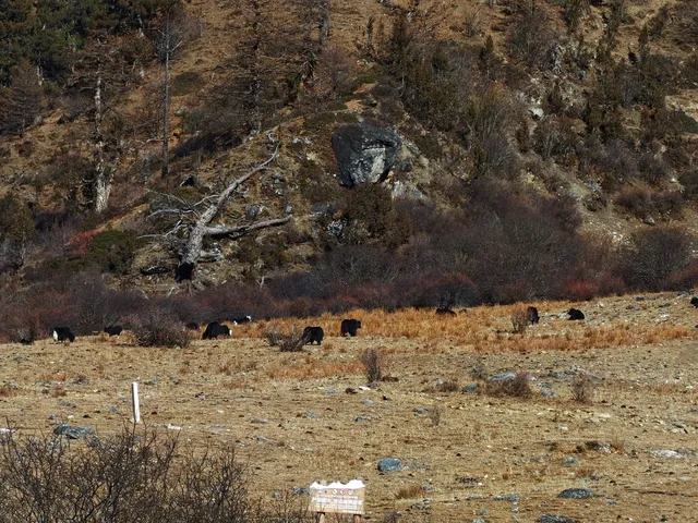 有一個地方叫做稻城……