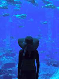 三亞亞特蘭蒂斯必玩!水族館+水世界雙體驗,錯過等於白來