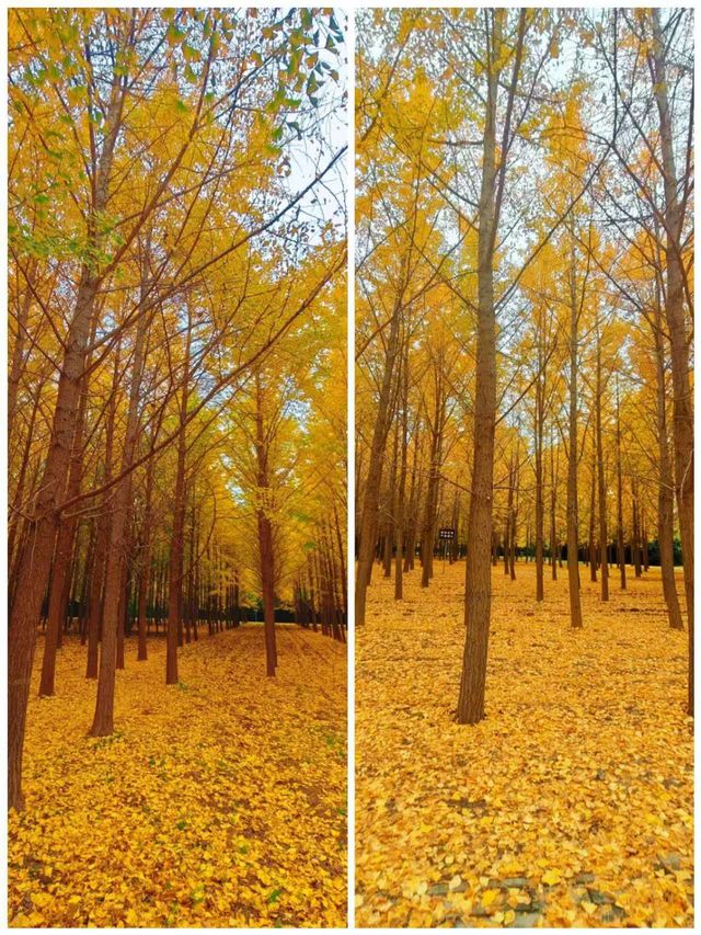 地鐵直達|今年最喜歡的銀杏林出現了,封神級的金色童話世界 地鐵直達|今年最喜歡的銀杏林出現了,封神級的金色童話世界