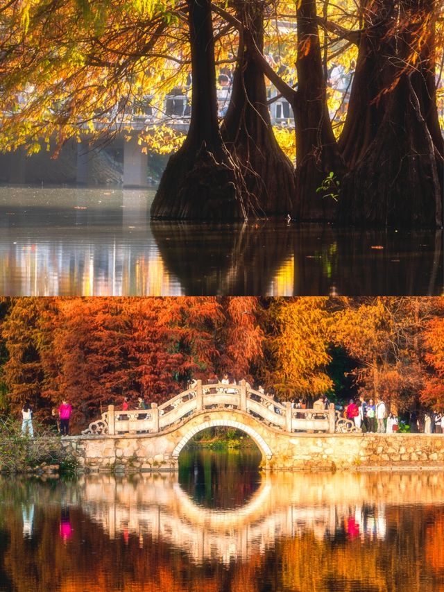 冬日的浪漫是落羽杉給的,太出片了! 冬日的浪漫是落羽杉給的,太出片了!