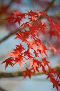 淀山湖喜來登偶遇網紅黑貓店長|松下S9膠片風大片