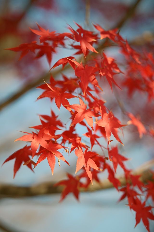 淀山湖喜來登偶遇網紅黑貓店長|松下S9膠片風大片 淀山湖喜來登偶遇網紅黑貓店長|松下S9膠片風大片