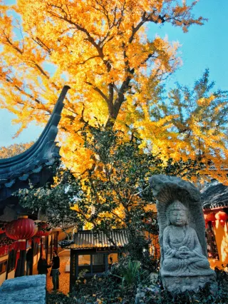 蘇州｜太湖邊石壁永慧禪寺銀杏黃了！快衝！